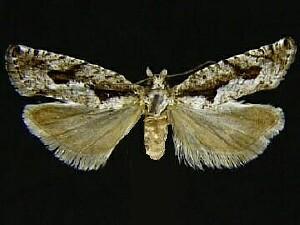 Epinotia celtisana