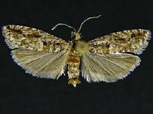 Epinotia celtisana