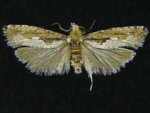 Epinotia celtisana