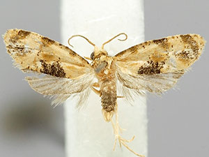 Spinipogon resthavenensis