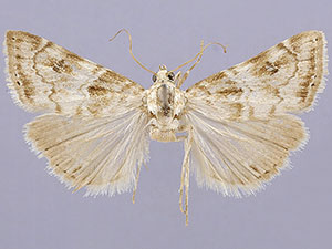 Hellula subbasalis