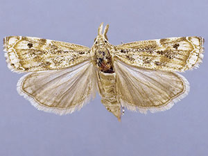 Prionapteryx yavapai