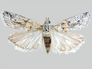 Acroncosa similella