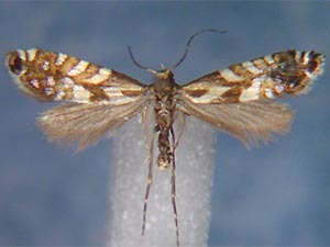 Glyphipterix californiae