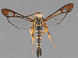 Synanthedon nielseni