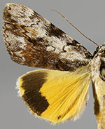 Catocala amica