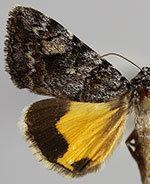Catocala jair