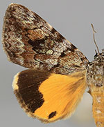 Catocala pinicola