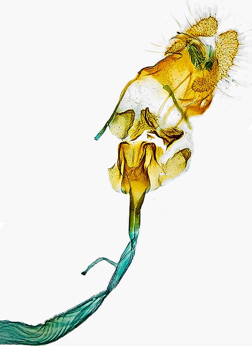 Olethreutes baccatanum