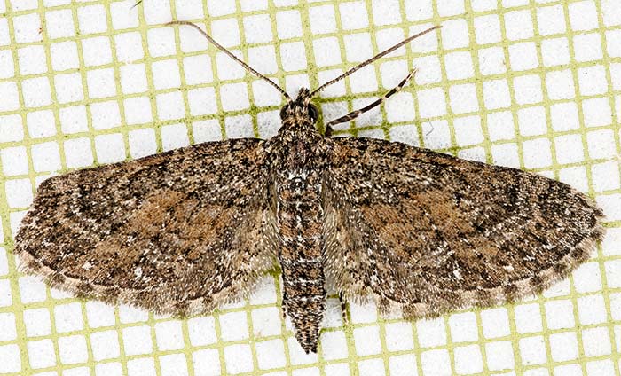 Eupithecia palpata