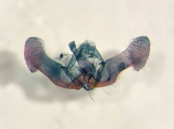 Eucosma southamptonensis