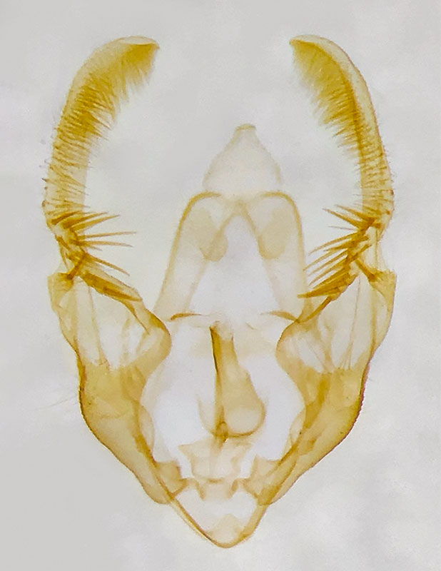 Olethreutes baccatanum