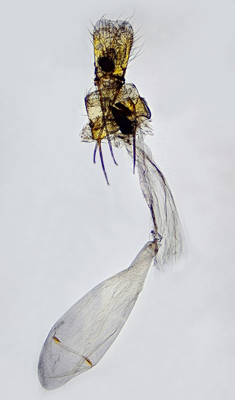 Platyedra subcinerea