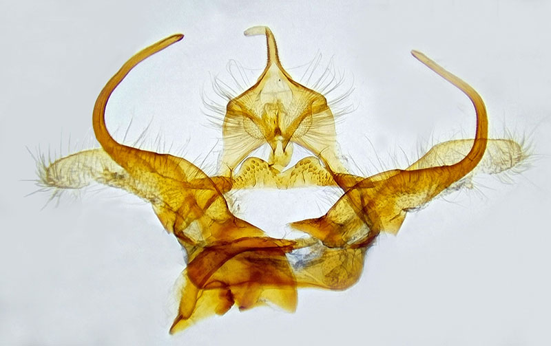 Decodes macdunnoughi