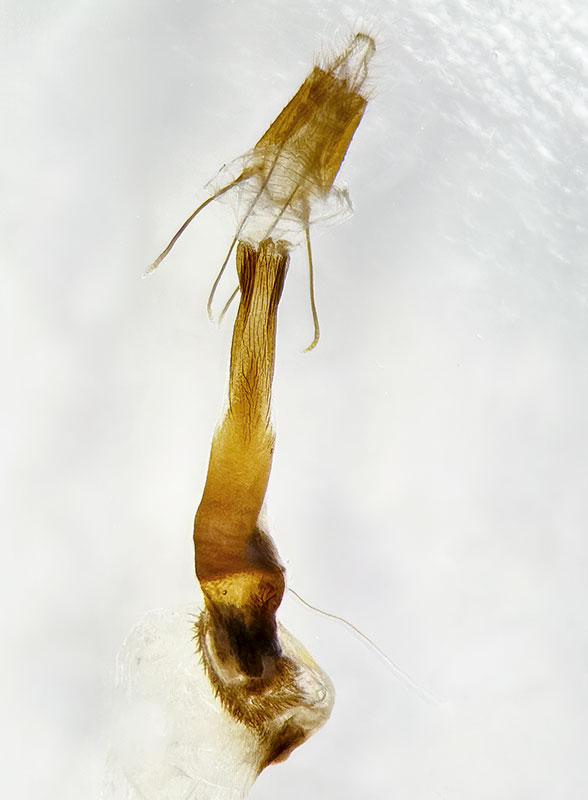 Dioryctria westerlandi