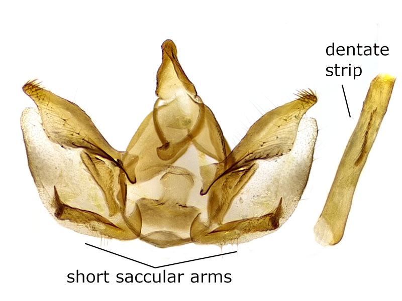 Glaucina denticularia