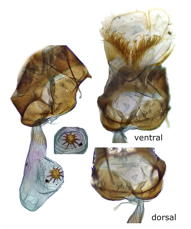 Glaucina denticularia
