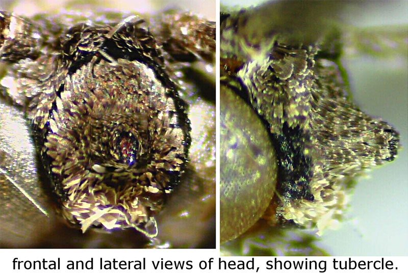 Synglochis perumbraria