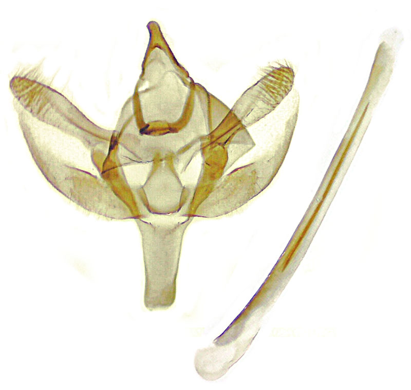 Synglochis perumbraria