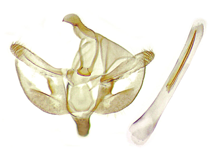 Synglochis perumbraria