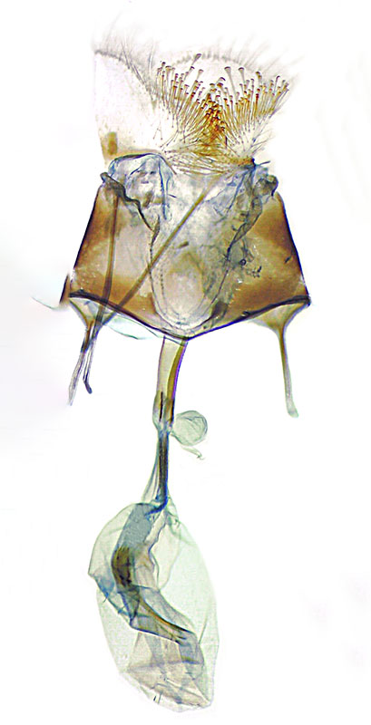 Synglochis perumbraria