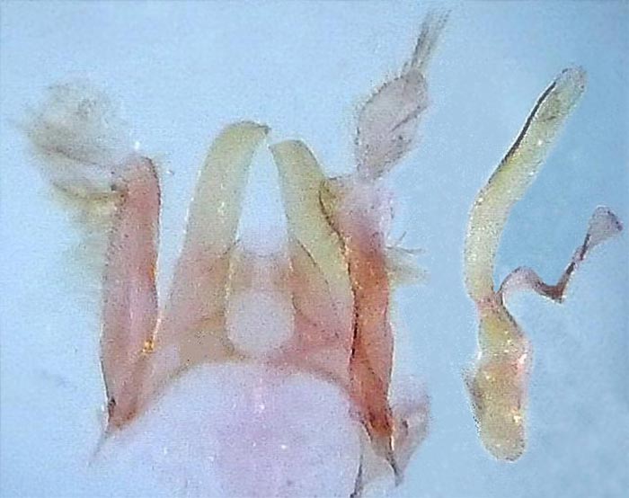 Oxyptilus delawaricus