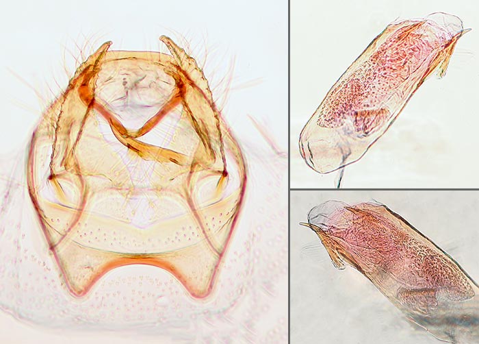 Zimmermannia grandisella