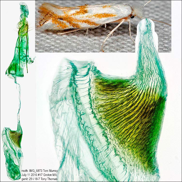 Bucculatrix solidaginiella