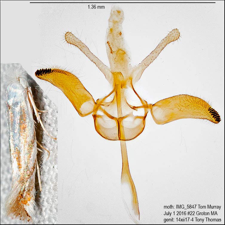 Bucculatrix solidaginiella