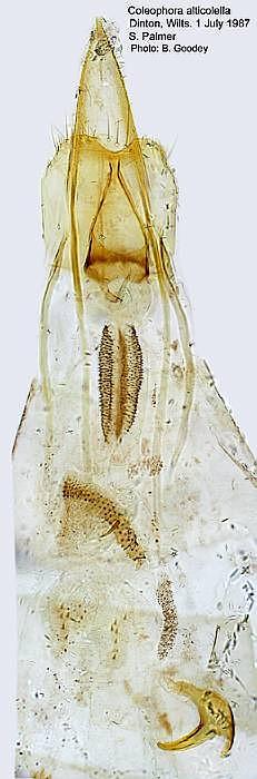 Coleophora alticolella