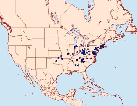 Distribution Data for Homorthodes lindseyi