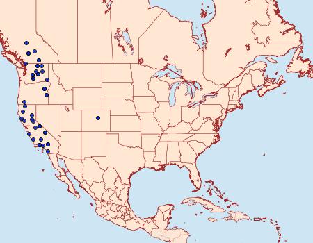Distribution Data for Homorthodes discreta
