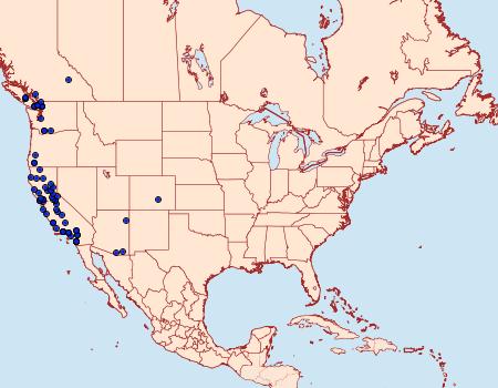 Distribution Data for Homorthodes hanhami