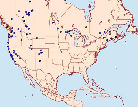 Distribution Data for Diarsia rosaria