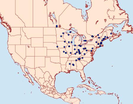 Distribution Data for Epiblema brightonana