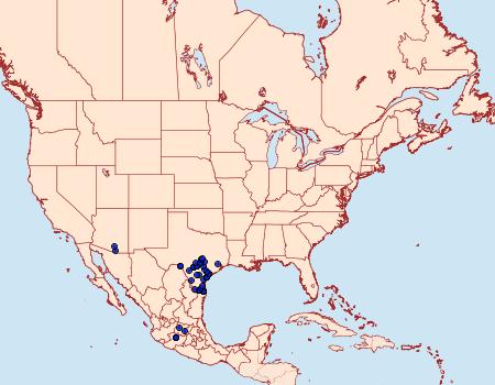 Distribution Data for Heliopetes laviana