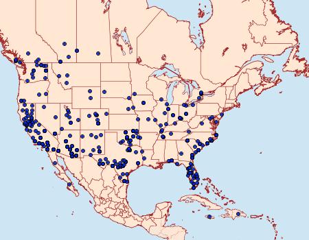 Distribution Data for Melipotis jucunda