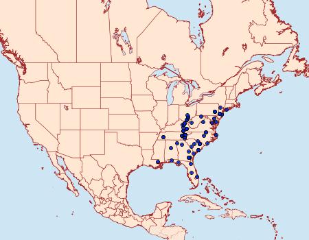 Distribution Data for Zale squamularis