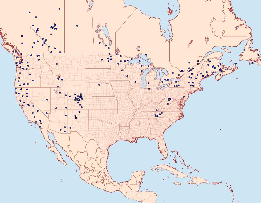 Distribution Data for Lacinipolia olivacea