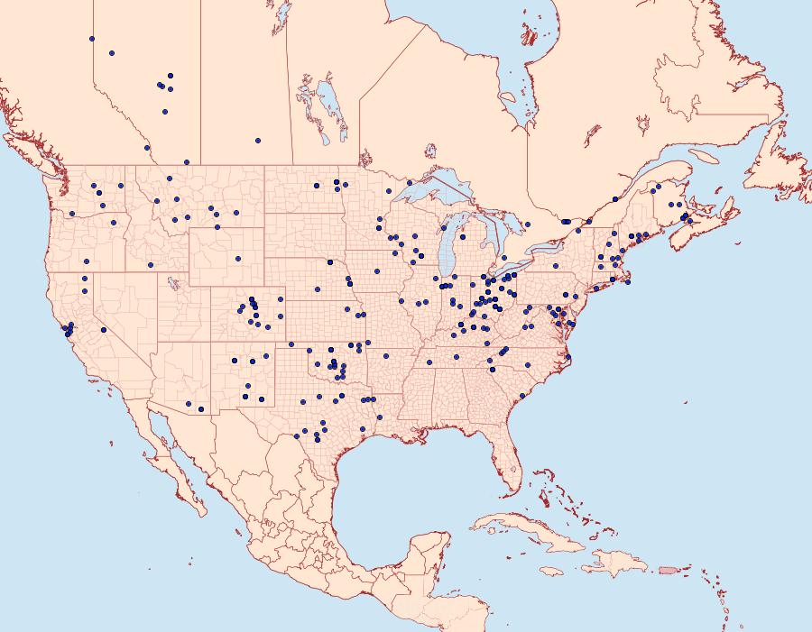Distribution Data for Dargida diffusa