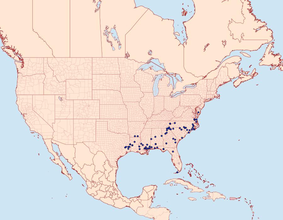 Distribution Data for Morrisonia triangula