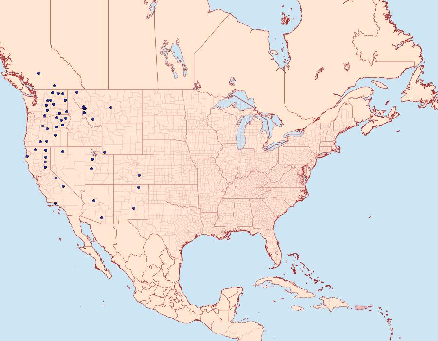 Distribution Data for Euxoa rockburnei