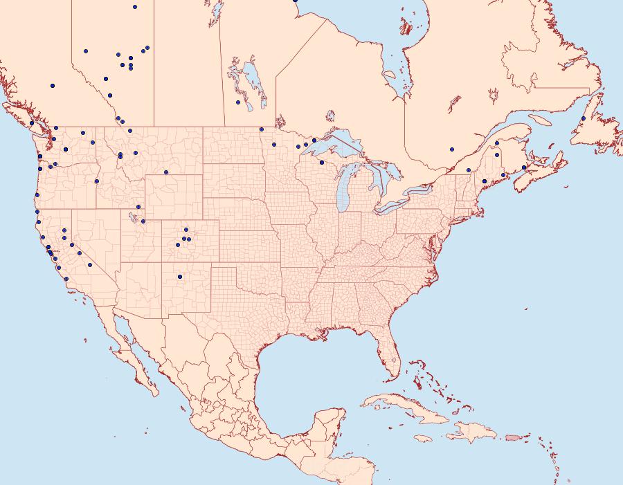 Distribution Data for Diarsia rosaria