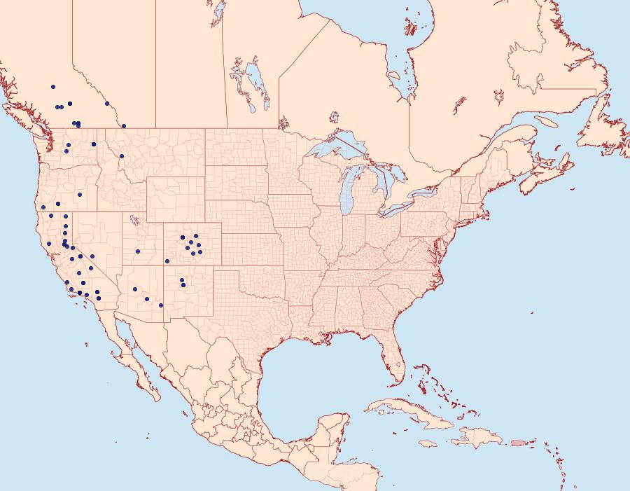 Distribution Data for Abagrotis mirabilis