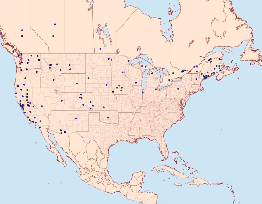 Distribution Data for Ufeus satyricus