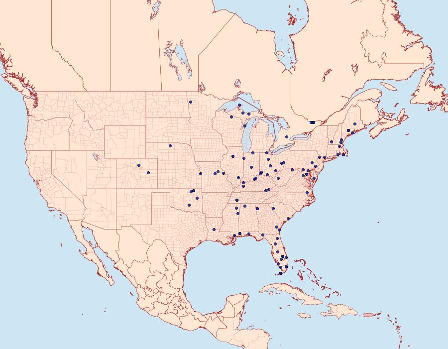 Distribution Data for Vaxi auratellus