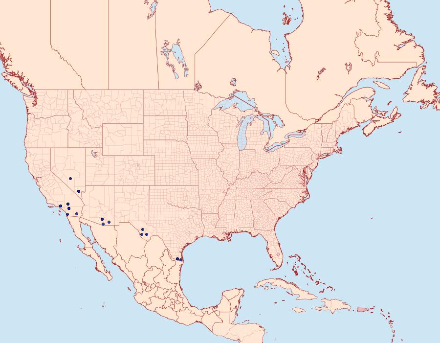 Distribution Data for Frederickia maricopa