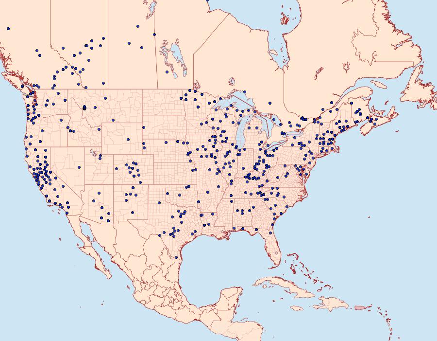 Distribution Data for Phyllodesma americana
