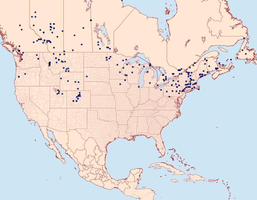 Distribution Data for Hyles gallii