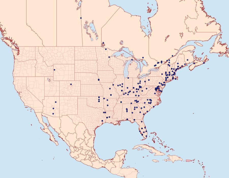 Distribution Data for Oedemasia concinna